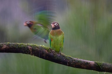 Kahverengi başlı papağan, Kosta Rika