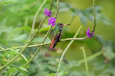 Renkli sinekkuşu, Kosta Rika 'nın vahşi yaşamı