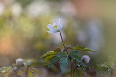 Bahar ormanında beyaz şakayık çiçeği