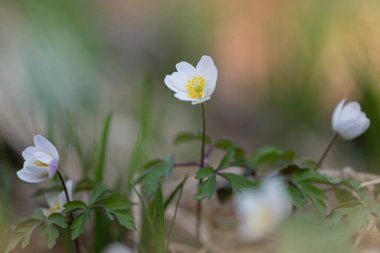 Bahar ormanında beyaz şakayık çiçeği