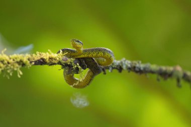 Dal üzerinde yeşil siyah engerek yılanı