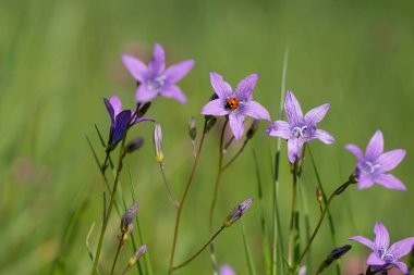 Mor bahar çanları üzerinde uğur kuşu