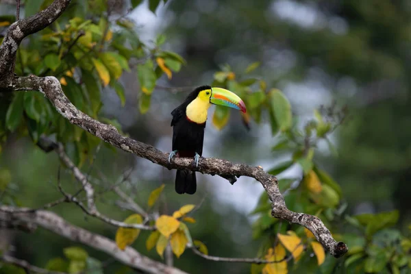 Kolorowe Keel Rozliczane Tukan Dzika Przyroda Kostaryki — Zdjęcie stockowe