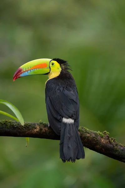 Barevný Keel Účtované Toucan Volně Žijících Živočichů Kostariky — Stock fotografie