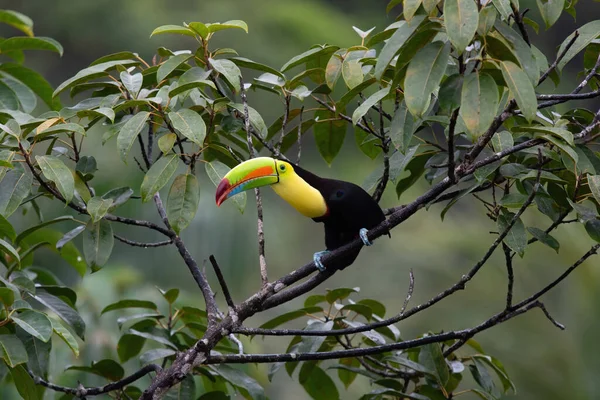 Colorido Keel Faturado Tucano Vida Selvagem Costa Rica — Fotografia de Stock