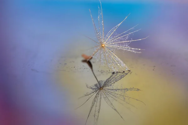 Dandelion Seed Colorful Background — Stock Photo, Image