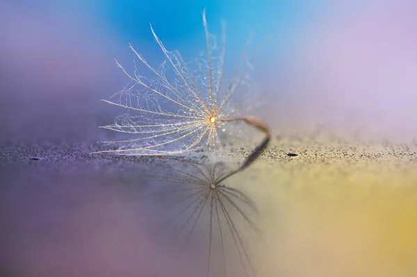 Semilla Diente León Sobre Fondo Colorido — Foto de Stock