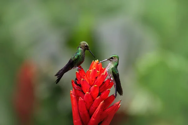 Deux Colibris Sur Fleur Exotique Rouge — Photo