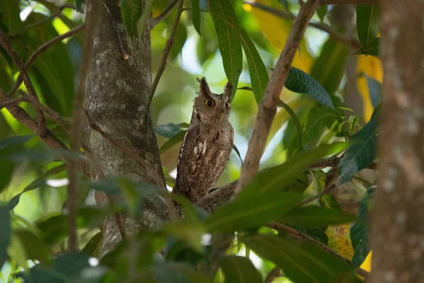 Eule Auf Einem Baum Tierwelt Costa Ricas — Stockfoto