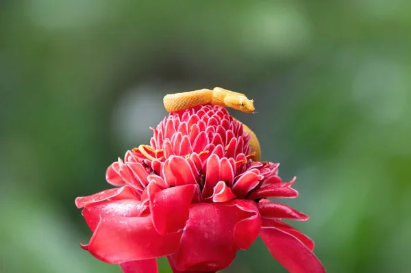 Kleine Gelbe Schlange Auf Exotischer Blume — Stockfoto