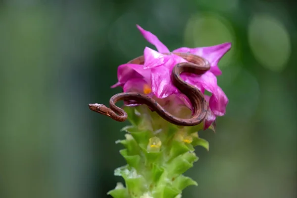 Snake on purple exotic flower