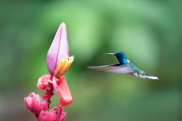 Kolorowy Koliber Lecący Różowego Kwiatu — Zdjęcie stockowe