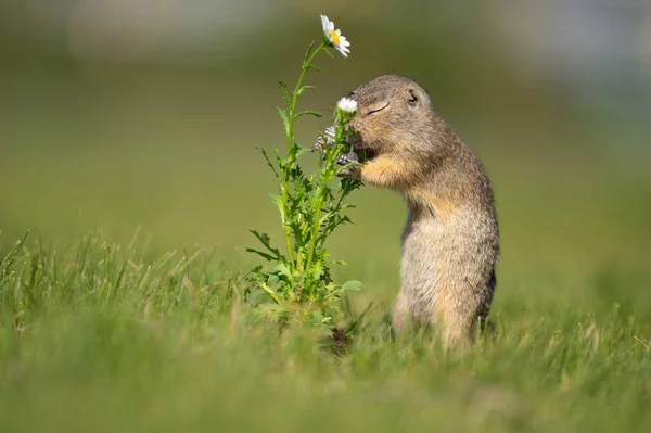 Esquilo Chão Bonito Com Flores Margarida — Fotografia de Stock