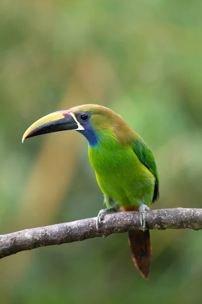 Smaragdový Toucanet Divoká Zvěř Kostariky — Stock fotografie