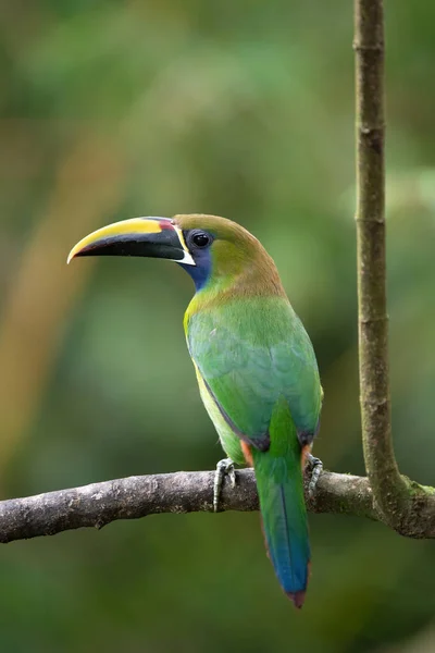 Smaragdový Toucanet Divoká Zvěř Kostariky — Stock fotografie