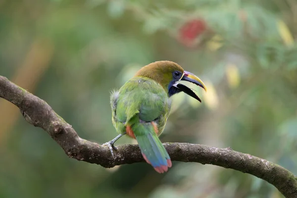 Toucanet Esmeralda Vida Selvagem Costa Rica — Fotografia de Stock