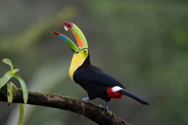 Keel Fakturovaný Toucan Kostarika — Stock fotografie