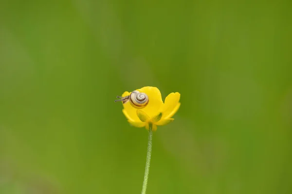 Tiny Snail Yellow Meadow Flower — Stock Photo, Image