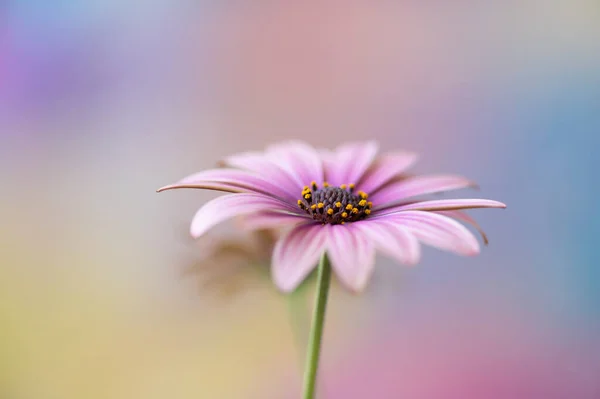 Pink African Daisy Flower Detail — Stock Photo, Image