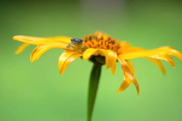 花に小さなガラスのカエル — ストック写真