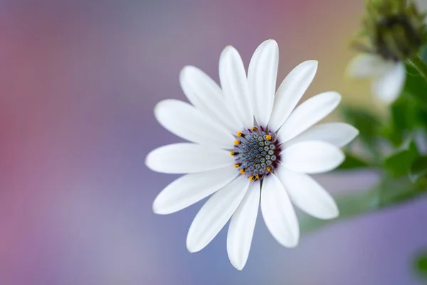 White Osteospermum Flower Macro Photography — Stock Photo, Image