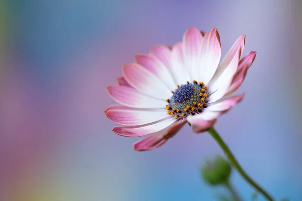 White Pink African Daisy Flower — Stock Photo, Image