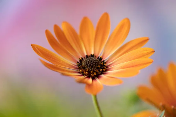 Krásná Jarní Oranžová Osteospermum Květina — Stock fotografie