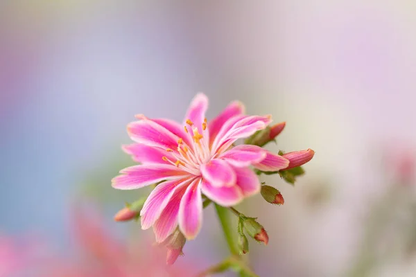 Hermosa Flor Rosa Macrofotografía — Foto de Stock