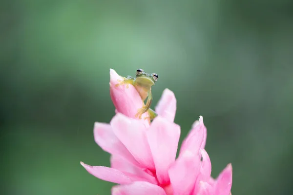 Pequeña Rana Cristal Sobre Flor Rosa — Foto de Stock