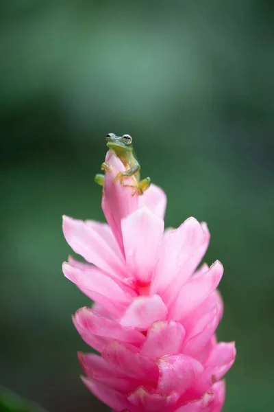 花顶上的玻璃青蛙 — 图库照片