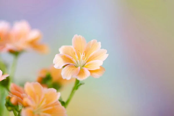 Pastel orange Spring flowers photography