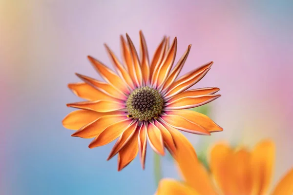 Macro Photography Beautiful Osteospermum — Stock Photo, Image