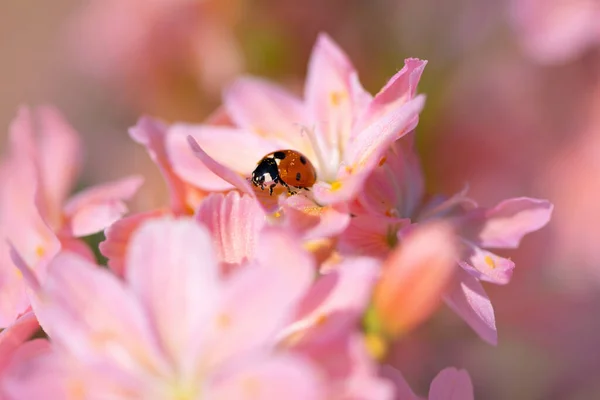 Roter Marienkäfer Auf Pastell Blume — Stockfoto