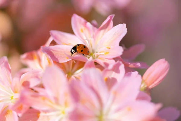 Marienkäfer Auf Rosa Blume Detail — Stockfoto