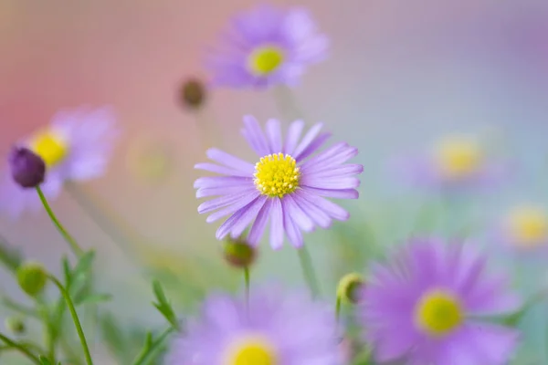 Μικροσκοπικά Μωβ Λουλούδια Μαργαρίτα Φωτογραφία — Φωτογραφία Αρχείου