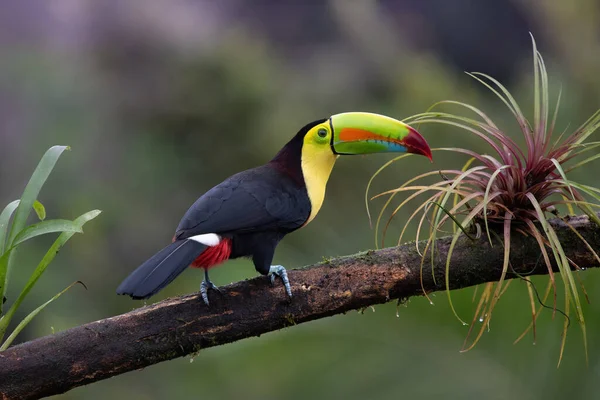 Barevný Keel Účtované Toucan Volně Žijících Živočichů Kostariky Stock Obrázky