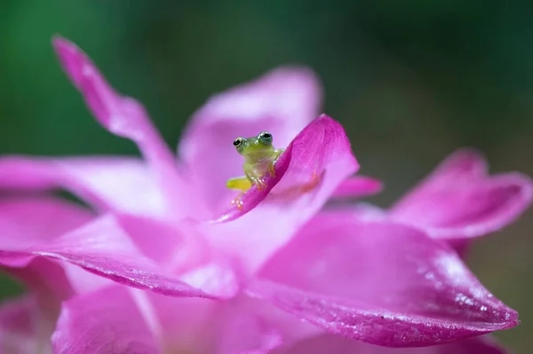 Apró Üvegbéka Rózsaszín Egzotikus Virágon Stock Kép