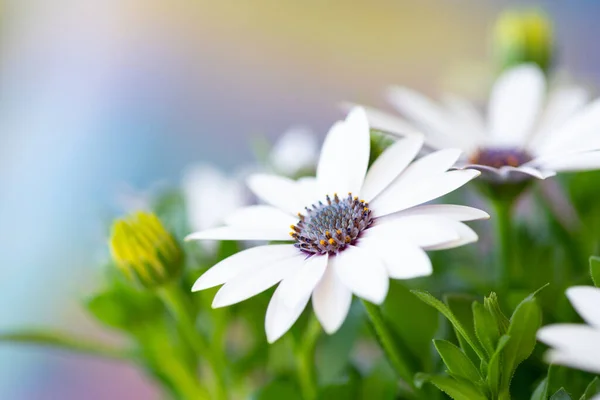 Fehér Tavasz Osteospermum Virág Közelről Stock Kép