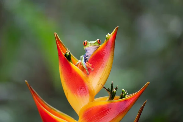 Žabák Červenýma Očima Květině Stock Obrázky