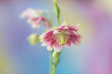 Pastel arka planda romantik bahar çiçekleri