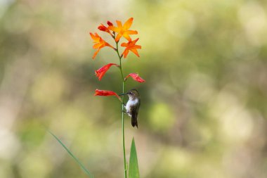 Turuncu çiçekli minik sinekkuşu