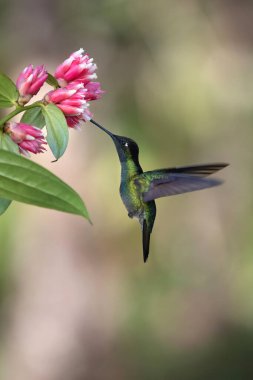 Tatlı çiçek nektarını besleyen renkli sinekkuşu