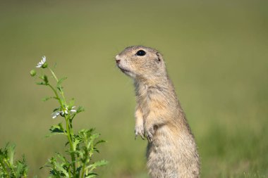 Çayırda şirin küçük bir sincap.