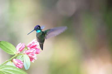 Renkli sinekkuşu, Kosta Rika 'nın güzelliği