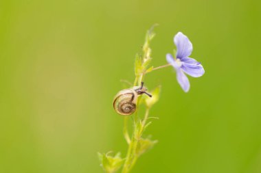 Tiny snail on a flower