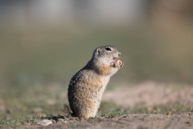 Küçük toprak sincabı, komik vahşi yaşam