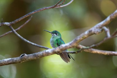 Ağaçta oturan yeşil sinekkuşu