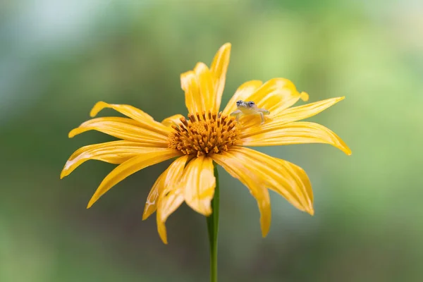 Стеклянная Лягушка Желтом Цветке Коста Рика — стоковое фото