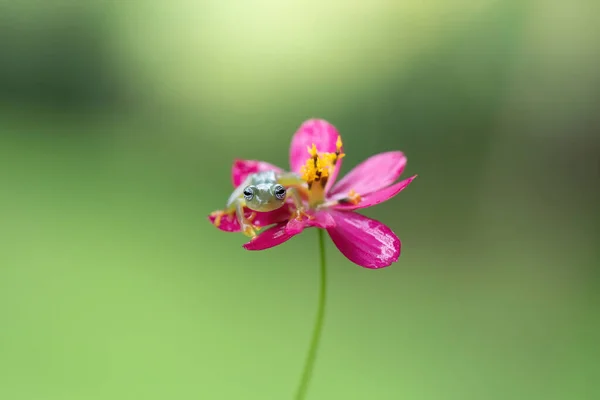 Крошечная Стеклянная Лягушка Розовом Цветке — стоковое фото