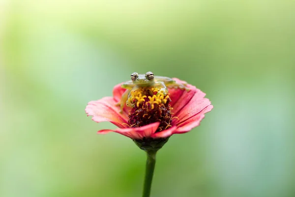 Маленькая Стеклянная Лягушка Красном Цветке — стоковое фото